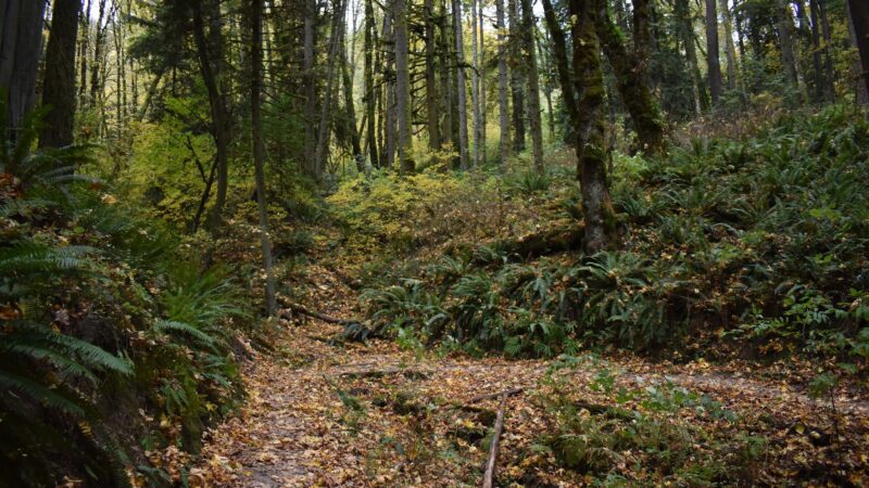 Forest Park - Portland, OR