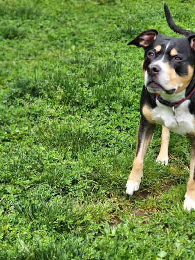 Frazer Park Playground - Portland, OR