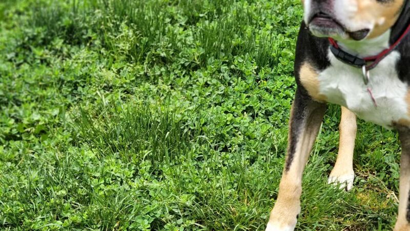 Frazer Park Playground - Portland, OR