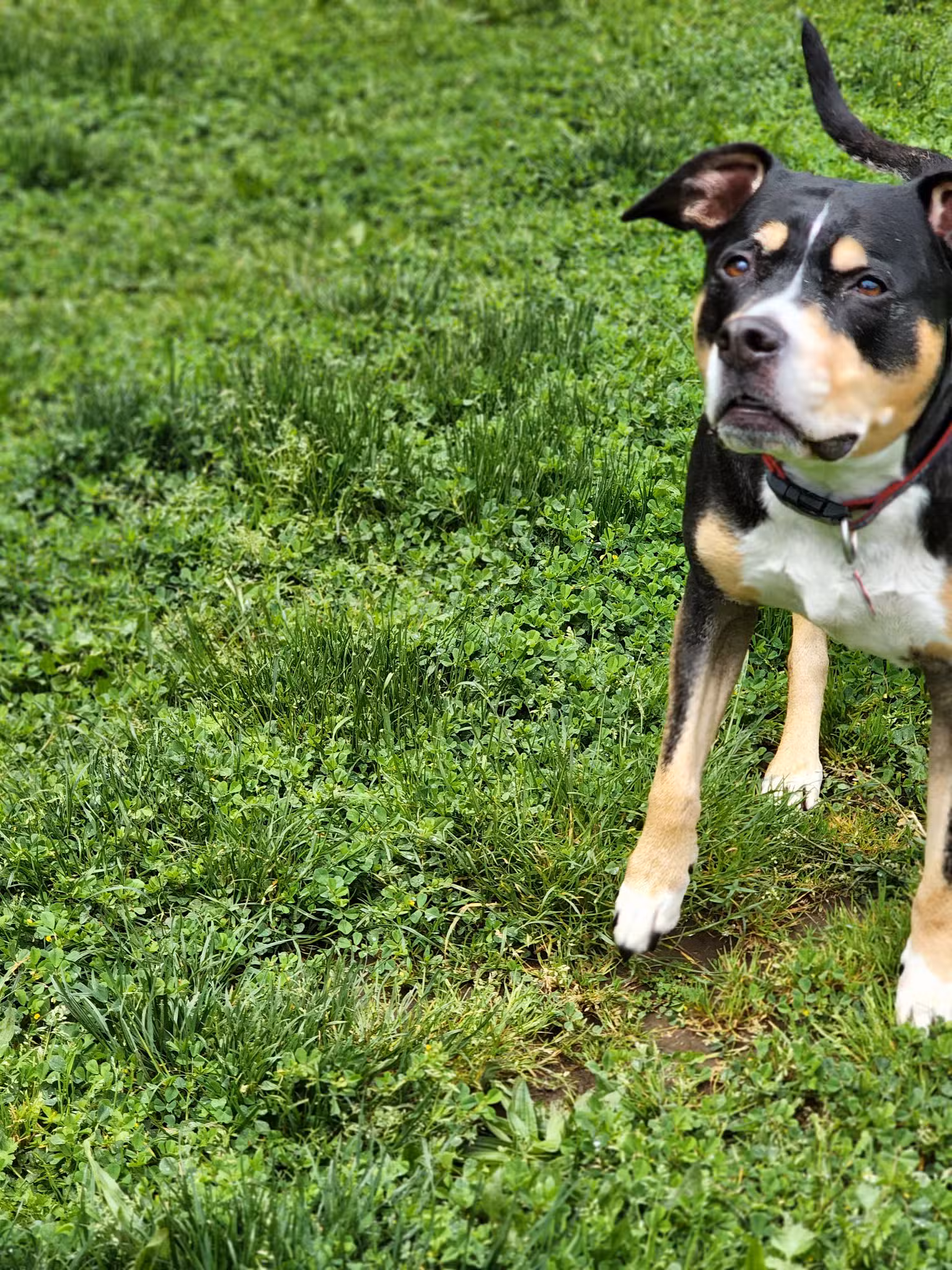 Frazer Park Playground - Portland, OR