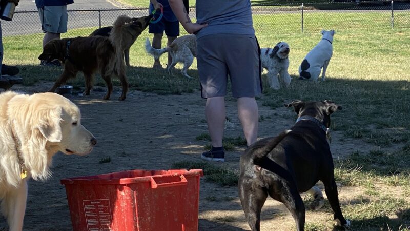 Gabriel Off-Leash Dog Park - Portland, OR