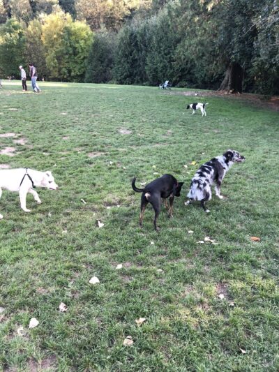 Gabriel Off-Leash Dog Park - Portland, OR
