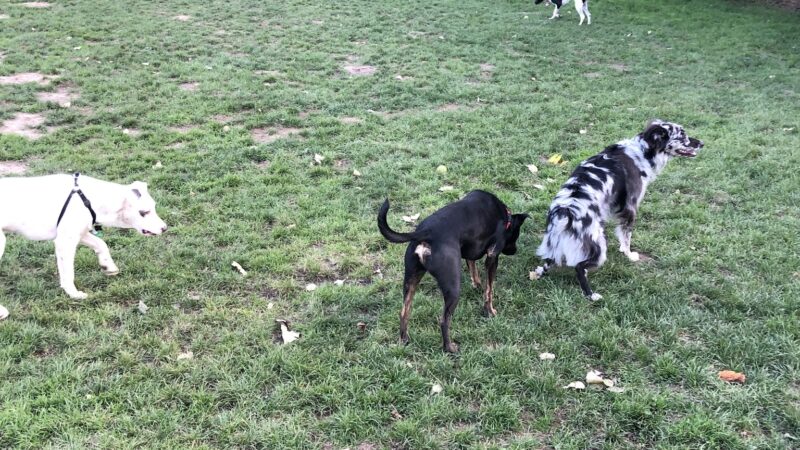 Gabriel Off-Leash Dog Park - Portland, OR