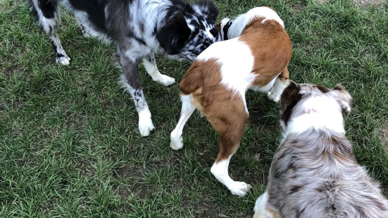 Gabriel Off-Leash Dog Park - Portland, OR