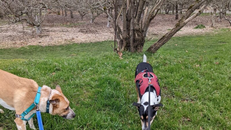 Gabriel Off-Leash Dog Park Winter - Portland, OR