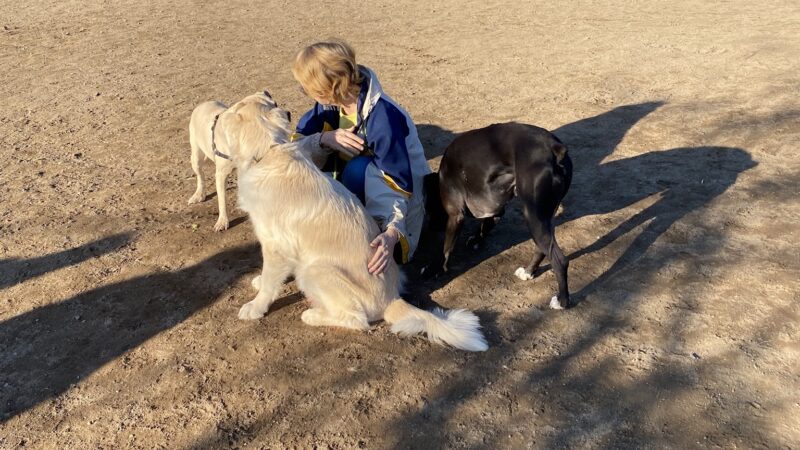 Gabriel Off-Leash Dog Park Winter - Portland, OR