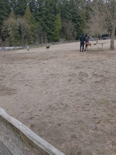 Gabriel Off-Leash Dog Park Winter - Portland, OR