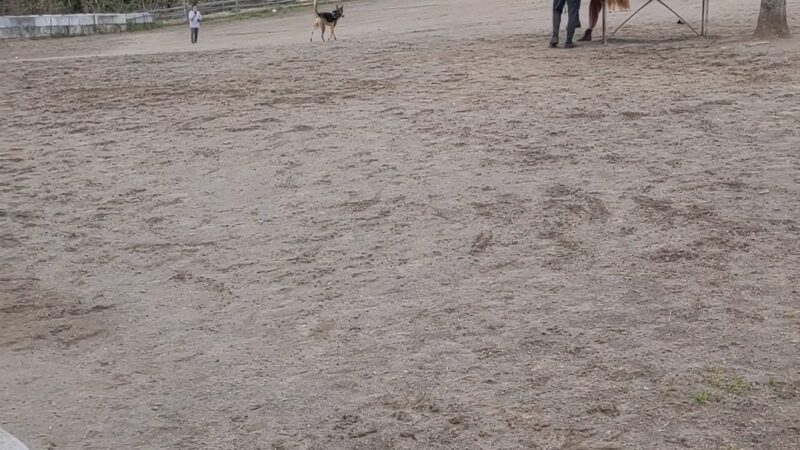 Gabriel Off-Leash Dog Park Winter - Portland, OR