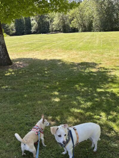 Gabriel Off-Leash Dog Park - Portland, OR