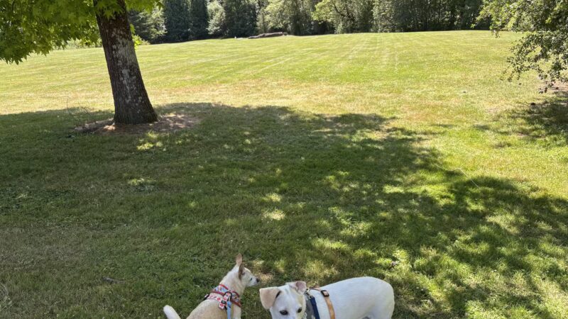 Gabriel Off-Leash Dog Park - Portland, OR