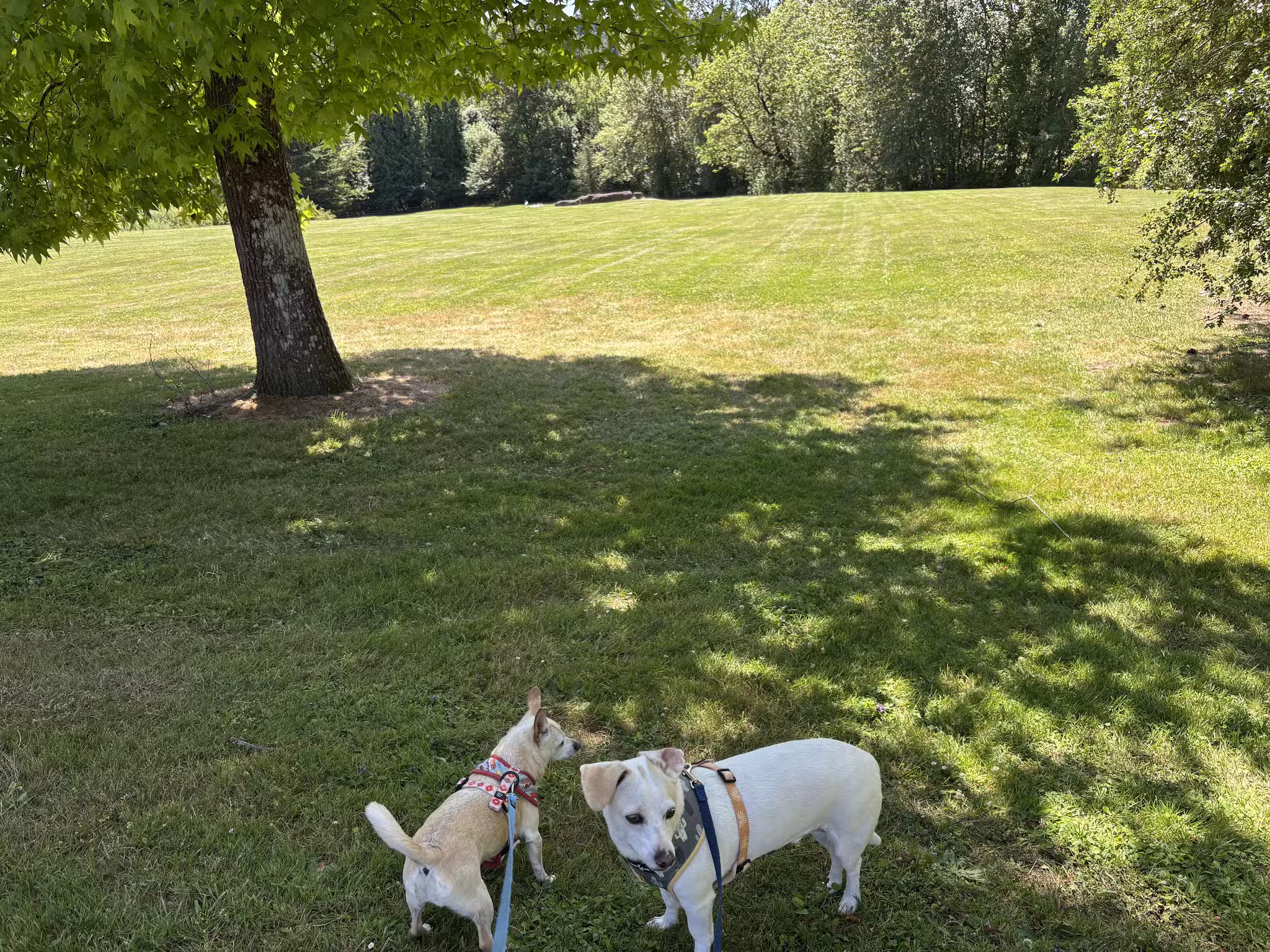 Gabriel Off-Leash Dog Park - Portland, OR