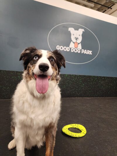 Good Dog Park - Portland, OR