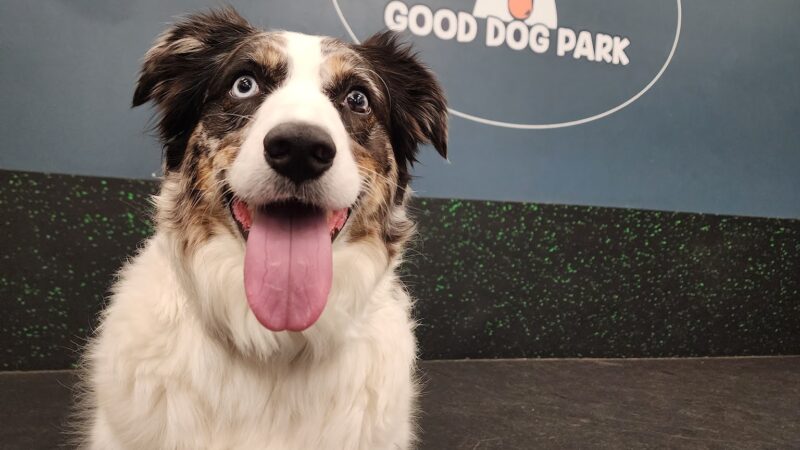 Good Dog Park - Portland, OR