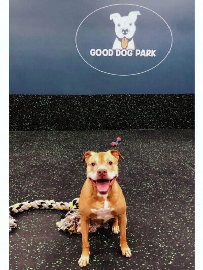 Good Dog Park - Portland, OR