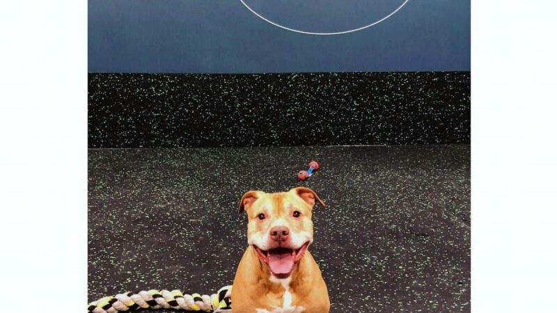 Good Dog Park - Portland, OR