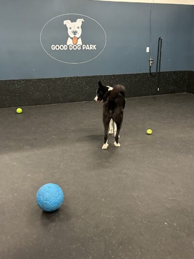 Good Dog Park - Portland, OR