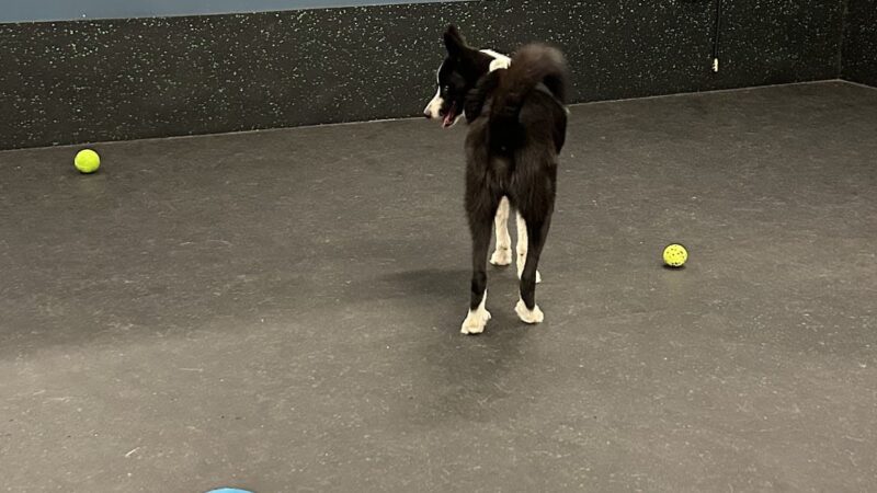 Good Dog Park - Portland, OR