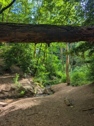 Hillsdale Off-Leash Dog Area - Portland, OR
