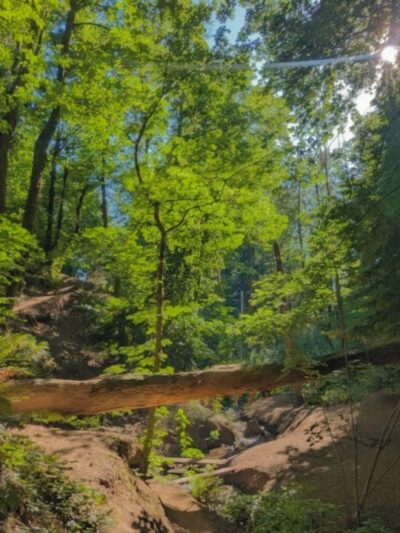 Hillsdale Off-Leash Dog Area - Portland, OR