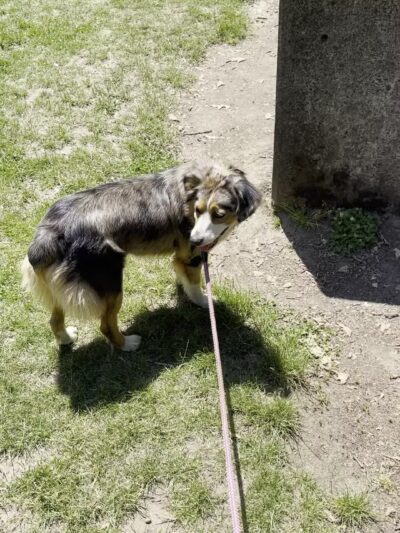 Irving Park Dog Park - Portland, OR