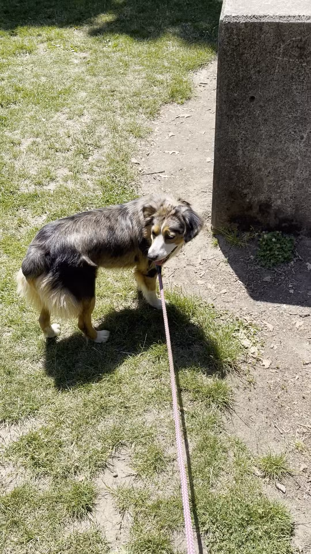 Irving Park Dog Park - Portland, OR