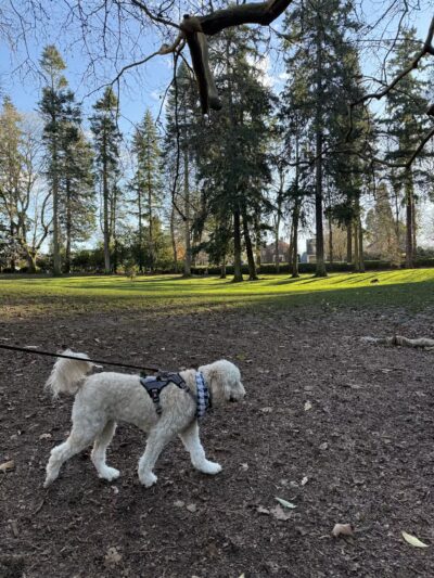 Laurelhurst Off-Leash Dog Area - Portland, OR
