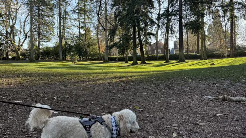 Laurelhurst Off-Leash Dog Area - Portland, OR
