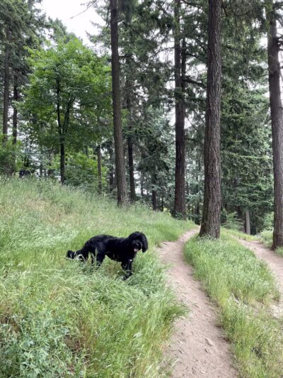 Mt Tabor Park Off-Leash Dog Area - Portland, OR