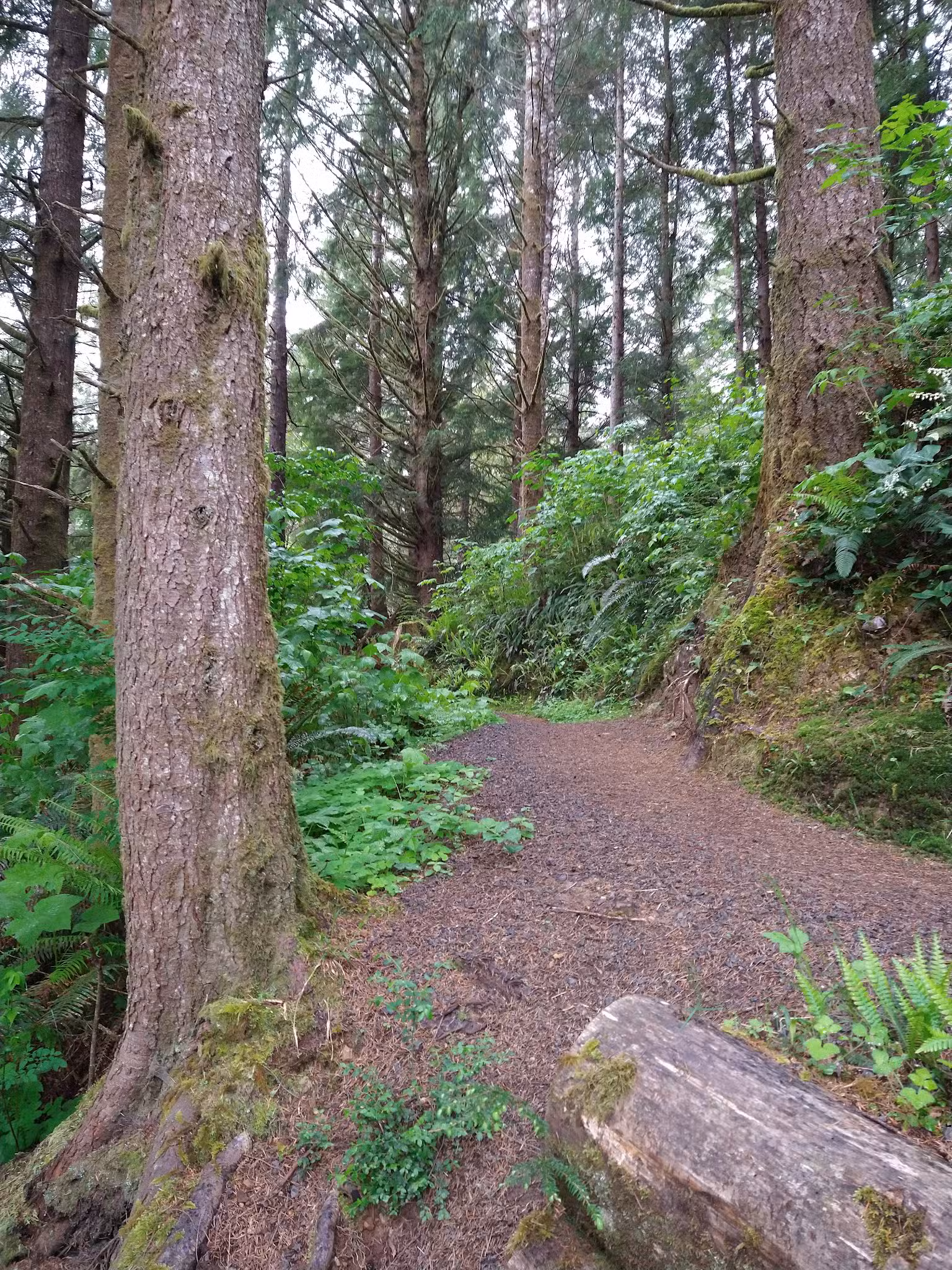 Mt Tabor Park Off-Leash Dog Area - Portland, OR