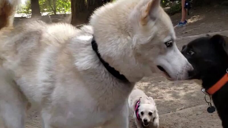 Mt Tabor Park Off-Leash Dog Area - Portland, OR
