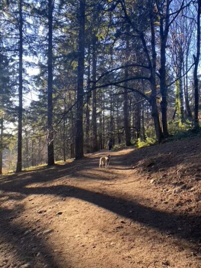 Mt Tabor Park Off-Leash Dog Area - Portland, OR