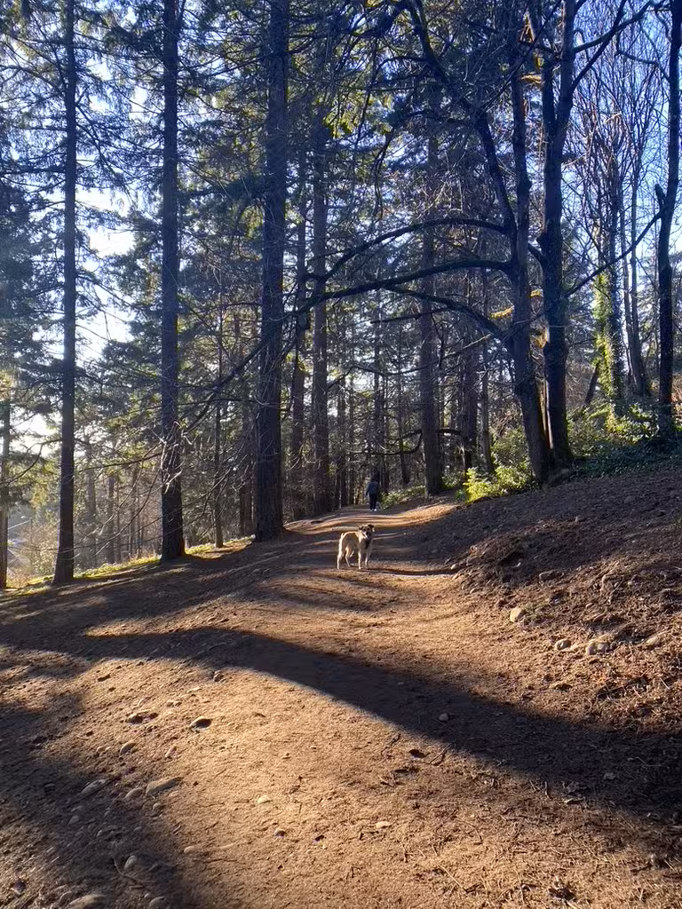 Mt Tabor Park Off-Leash Dog Area - Portland, OR