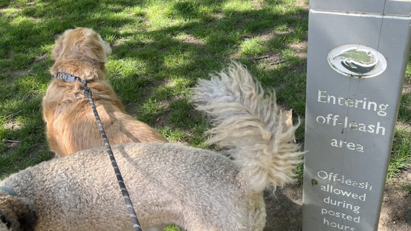 Off-Leash Dog Park - Portland, OR