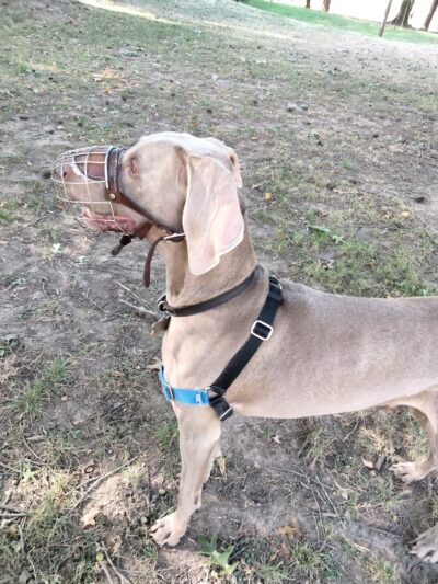 Off-Leash Dog Park - Portland, OR