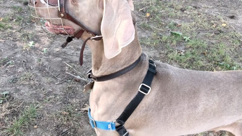 Off-Leash Dog Park - Portland, OR