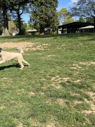 Off-Leash Dog Park - Portland, OR