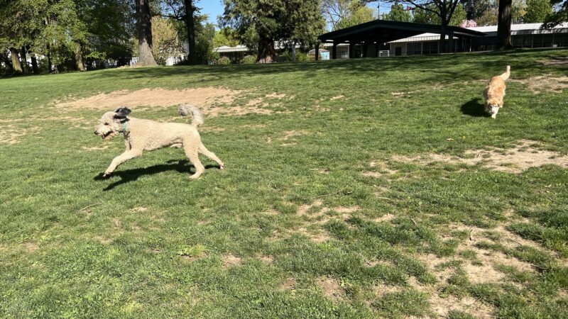 Off-Leash Dog Park - Portland, OR