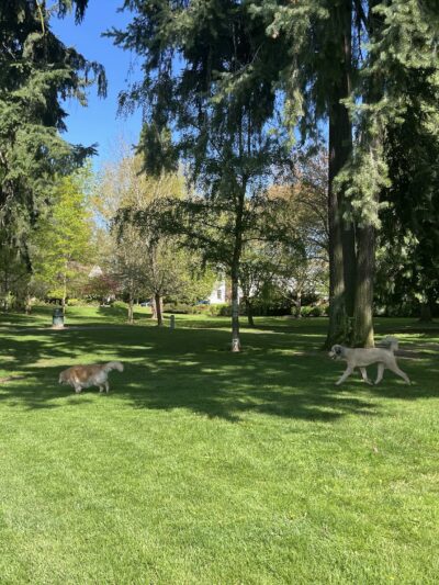 Off-Leash Dog Park - Portland, OR
