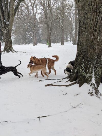 Off-Leash Dog Park - Portland, OR