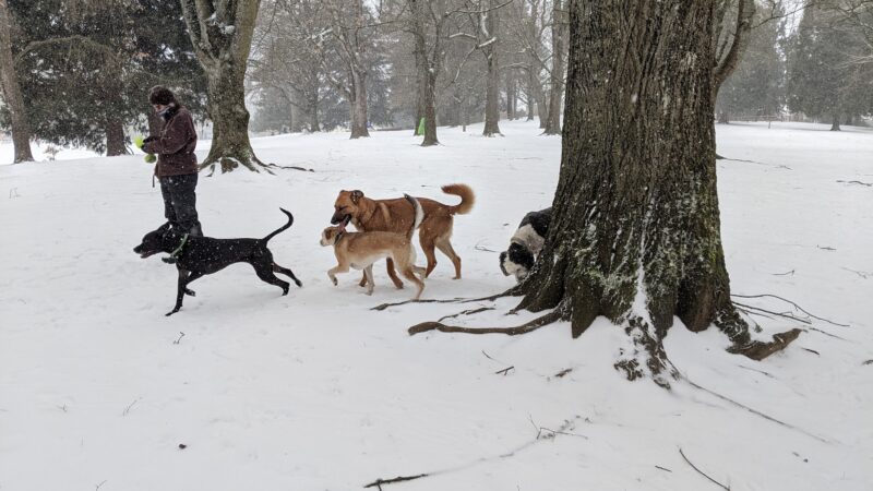 Off-Leash Dog Park - Portland, OR