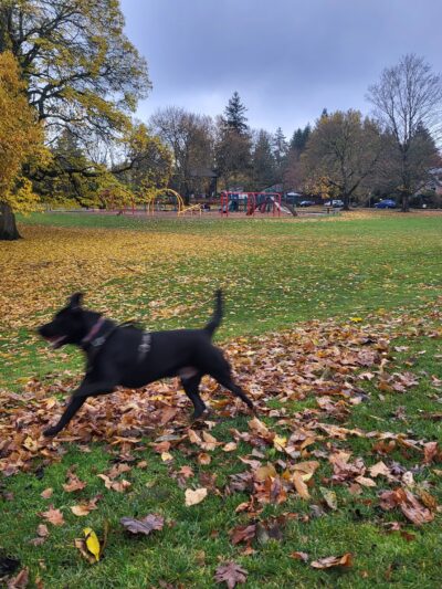 Off-Leash Dog Park - Portland, OR