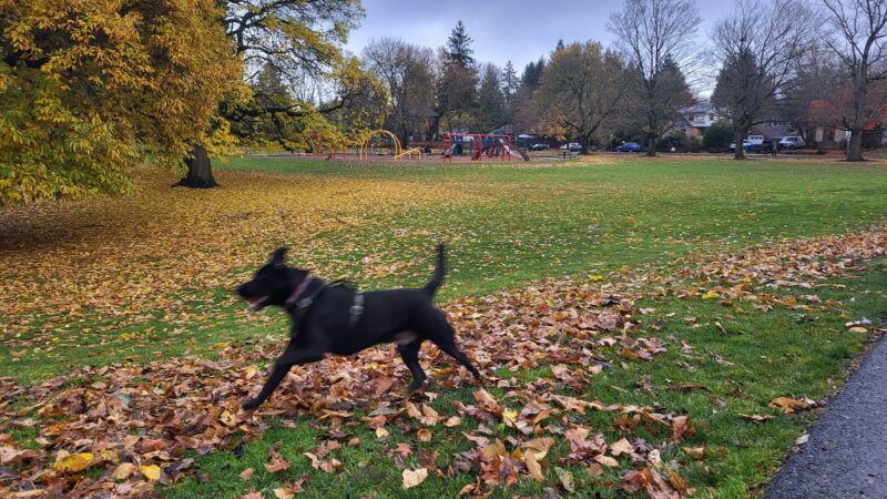 Off-Leash Dog Park - Portland, OR