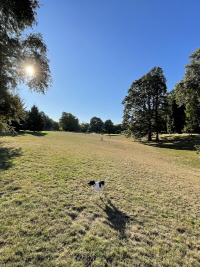 Off-Leash Dog Park - Portland, OR