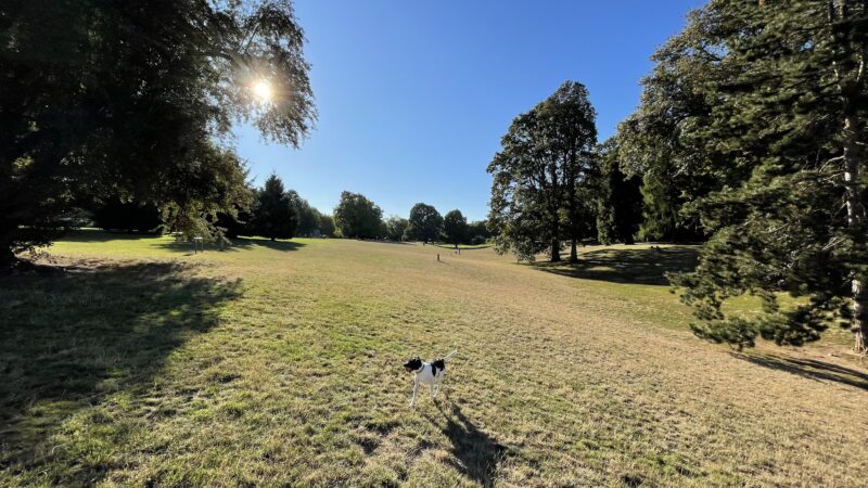 Off-Leash Dog Park - Portland, OR