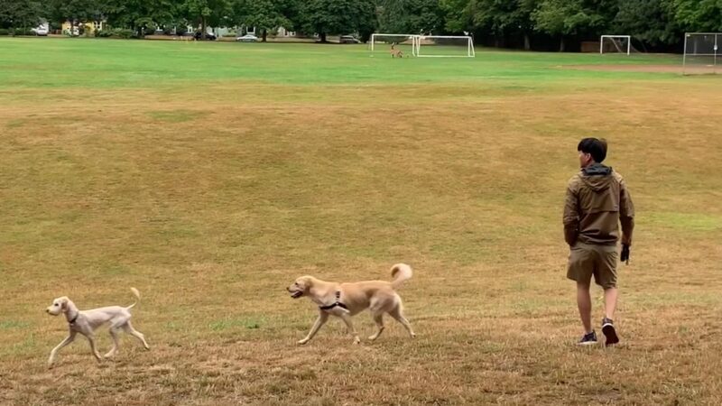 Off-Leash Dog Park - Portland, OR
