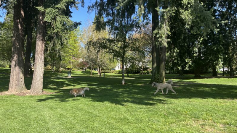 Off-Leash Dog Park - Portland, OR