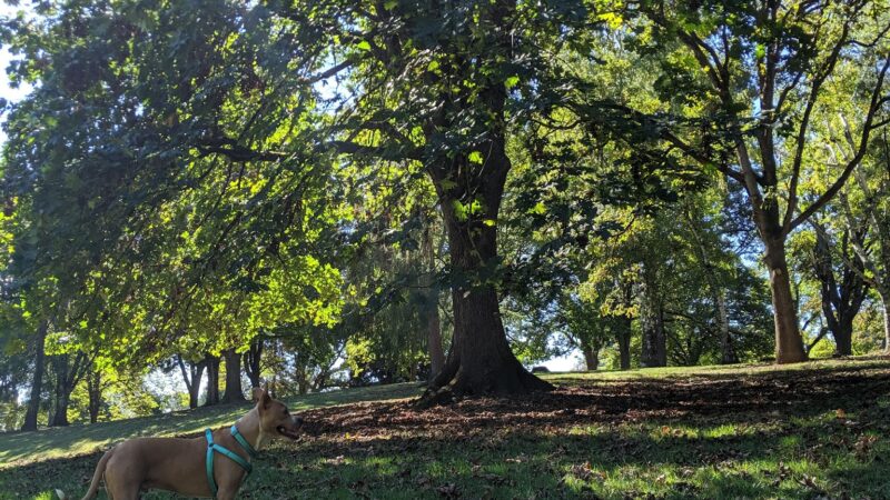 Off-Leash Dog Park - Portland, OR