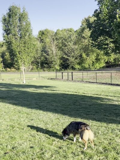 Rock Creek Dog Park - Portland, OR