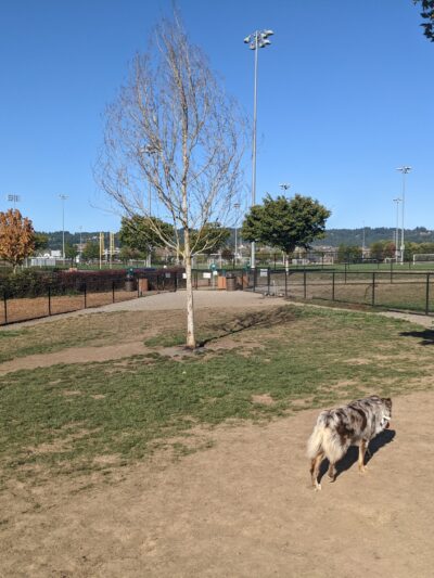 Rock Creek Dog Park - Portland, OR