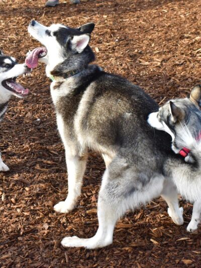 Rock Creek Dog Park - Portland, OR